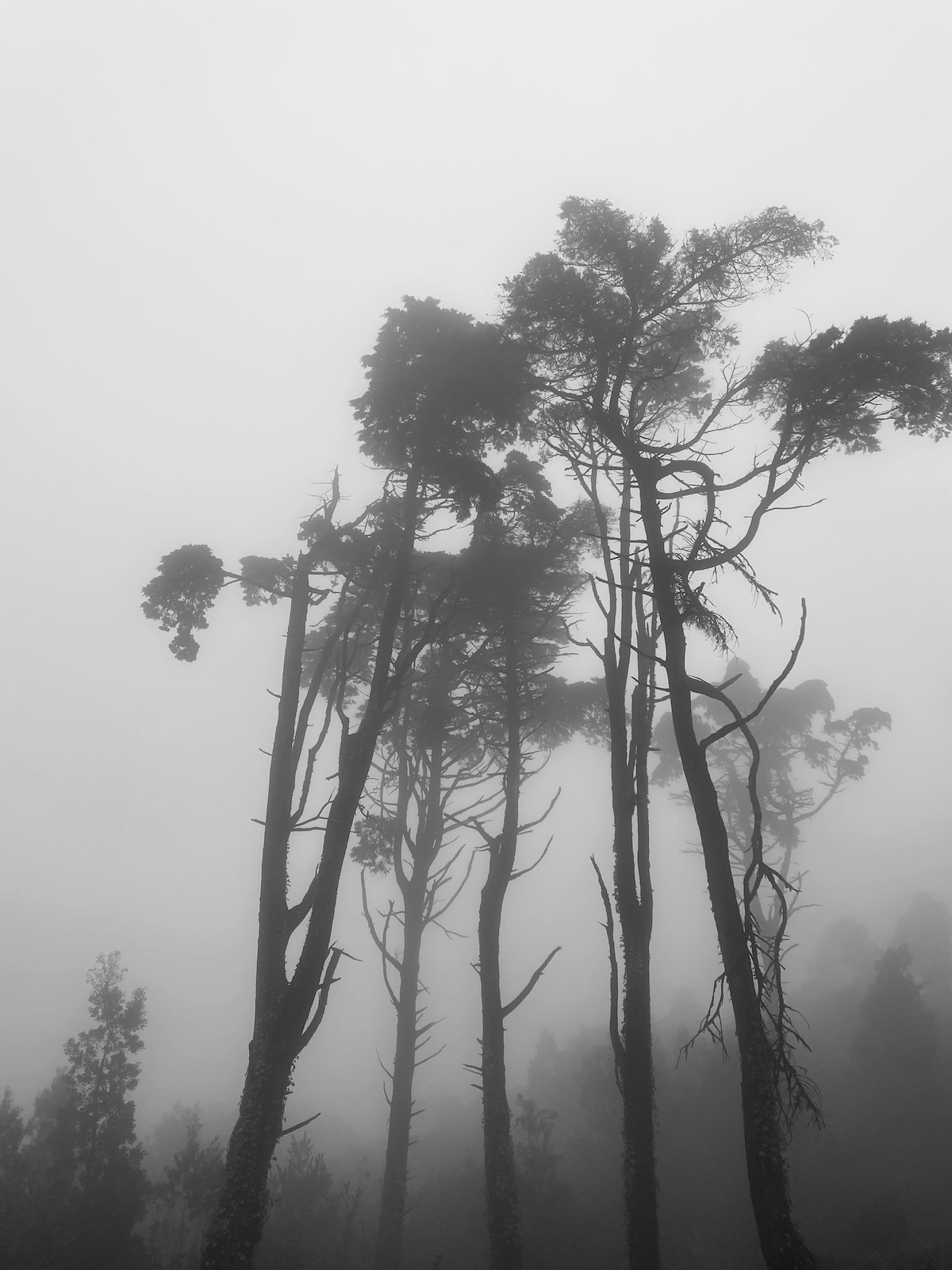 A black and white photo of a couple of trees, taken from beneath